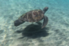 Visites de la faune marine exceptionnelle aux anses d'arrêt